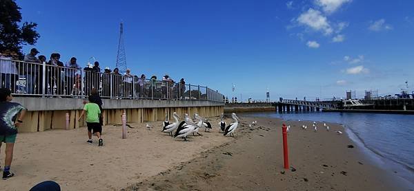 2023 phillip island - wildlife