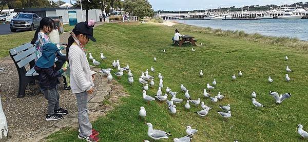 2023 phillip island - wildlife