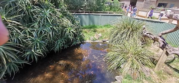 2023 phillip island - wildlife