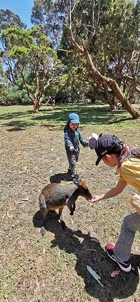 2023 phillip island - wildlife