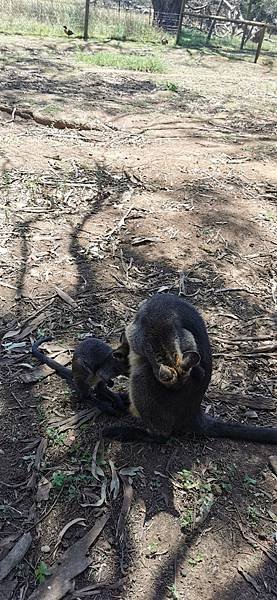 2023 phillip island - wildlife