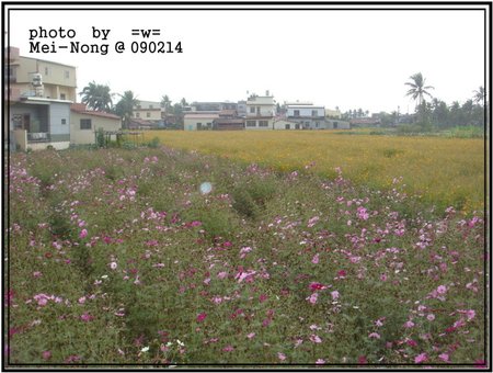 Mei-Nong  01.jpg
