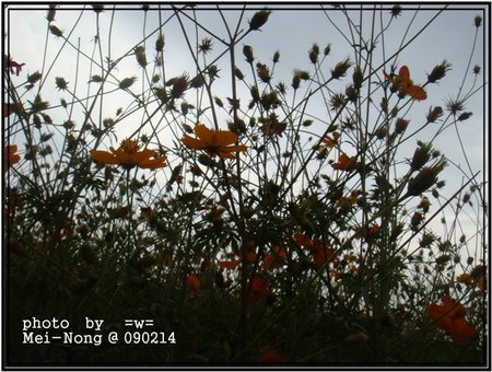 Mei-Nong 02.jpg