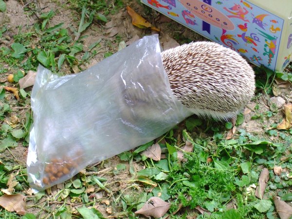 大花縮在裡面吃飼料