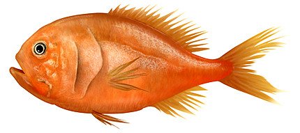 orange-roughy.jpg