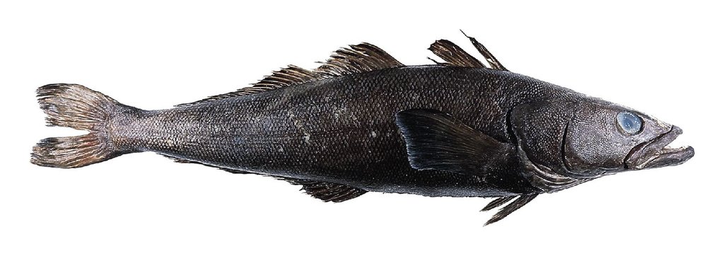 Toothfish.jpg