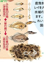 比目魚1.jpg