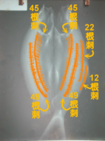 虱目魚刺