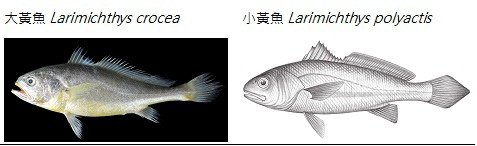 0黃魚