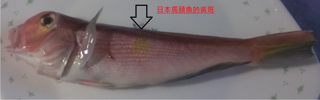 馬頭魚1