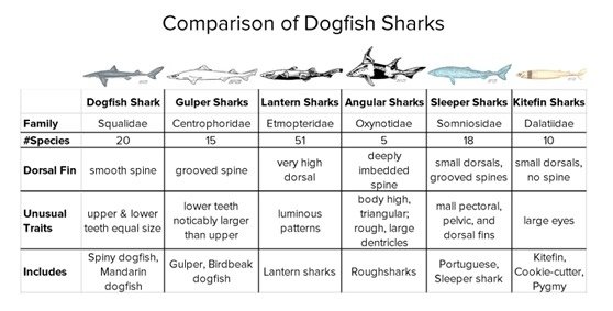 dogfish3.jpg