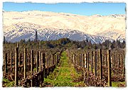 wine of chile