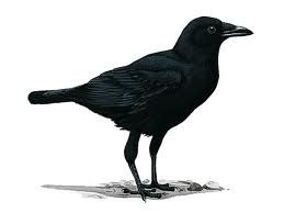 crow