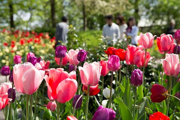 庫肯霍夫鬱金香公園