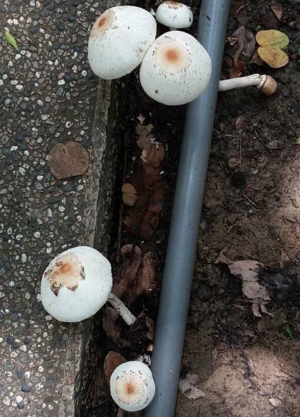 綠褶菌3