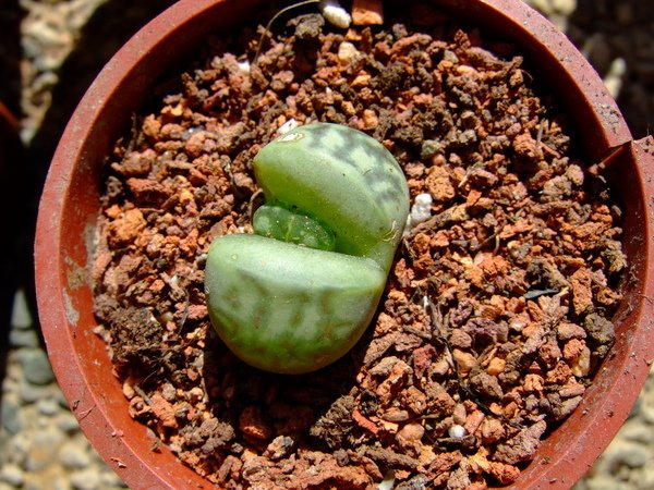 Lithops dorotheae~麗紅玉