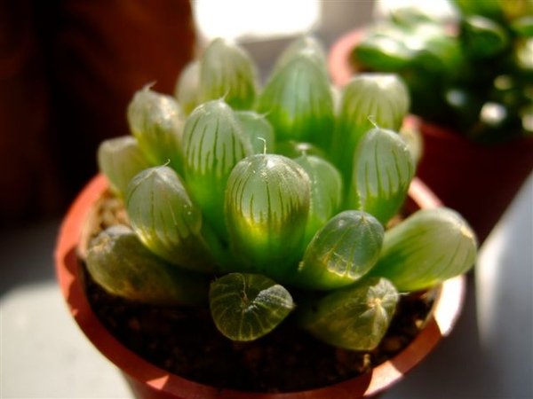 Haworthia cooperi var. pilifera~玉露