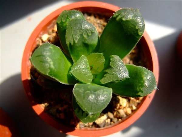 萬輪 haworthia mutica hyb.