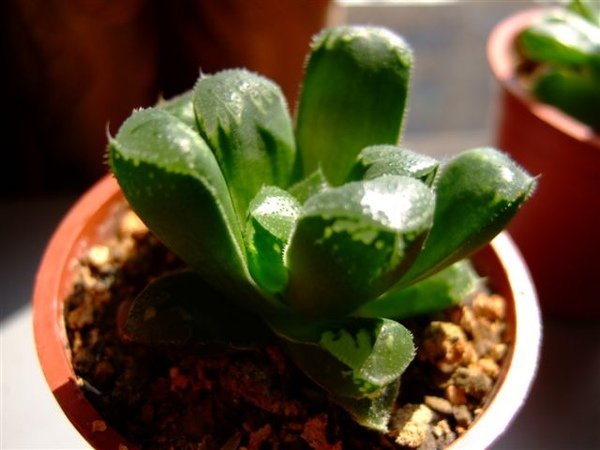 萬輪 haworthia mutica hyb.