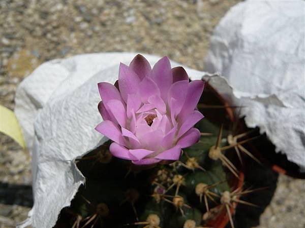 Gymnocalycium anisitsii~翠晃冠(混牡丹玉)_粉紅花