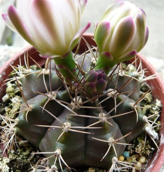 麗蛇丸Gymnocalycium  damsii 白花