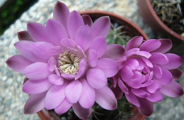 麗蛇丸Gymnocalycium  damsii 粉紅花