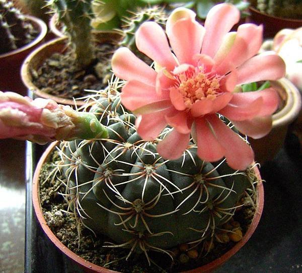 緋花玉.jpg