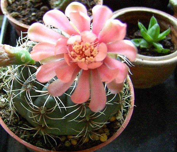 緋花玉2.jpg