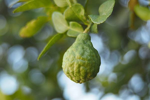 bergamot-4347906_1280.jpg