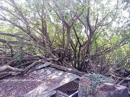 依蕾特 安平樹屋2