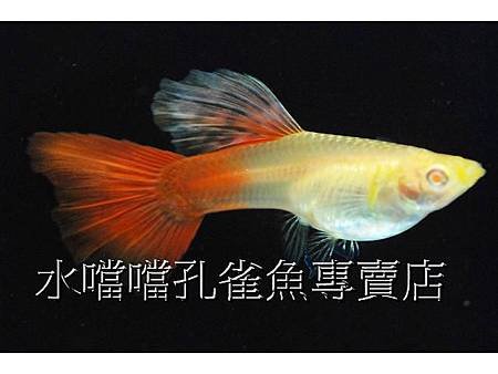 水噹噹孔雀魚專賣店001.jpg