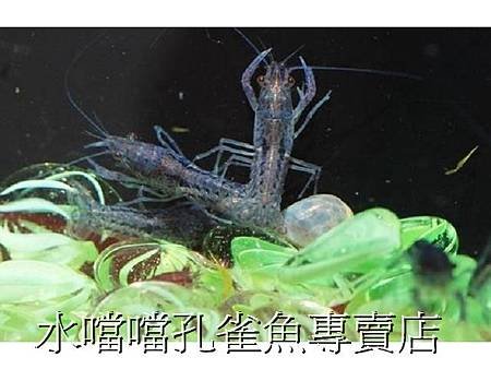 螯蝦水噹噹孔雀魚專賣店009.jpg