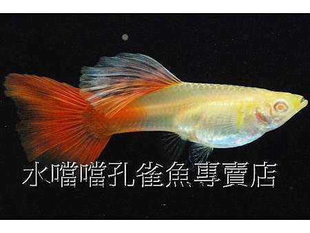 水噹噹孔雀魚專賣店002.jpg