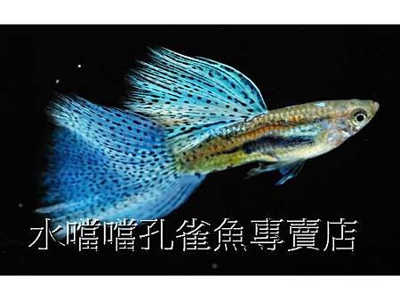 水噹噹孔雀魚專賣店003.jpg