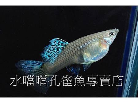 水噹噹孔雀魚專賣店004.jpg