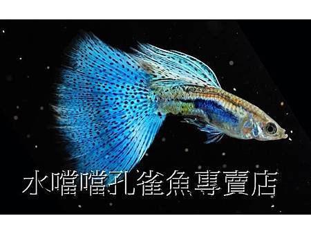 水噹噹孔雀魚專賣店002.jpg