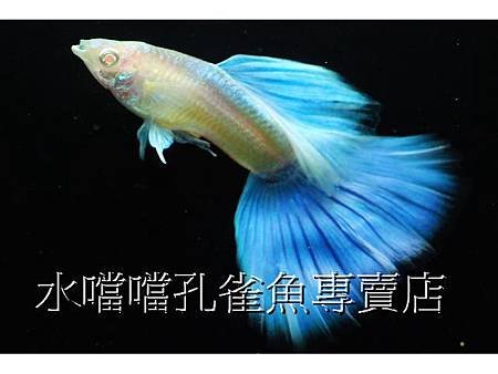 水噹噹孔雀魚專賣店003.jpg