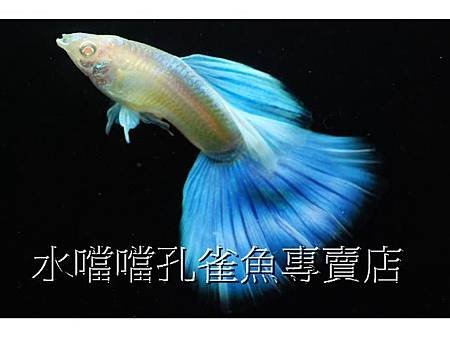 水噹噹孔雀魚專賣店004.jpg