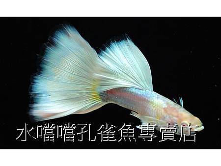 水噹噹孔雀魚專賣店001.jpg