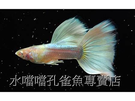 水噹噹孔雀魚專賣店003.jpg