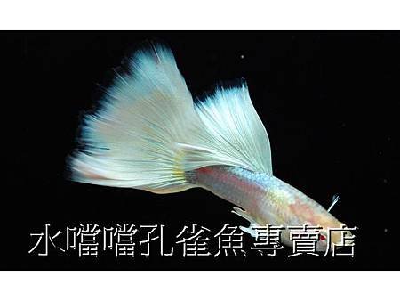 水噹噹孔雀魚專賣店002.jpg