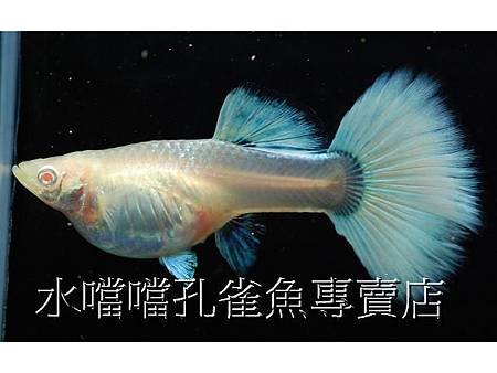 水噹噹孔雀魚專賣店004.jpg