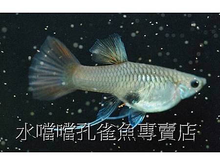 水噹噹孔雀魚專賣店004.jpg