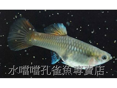 水噹噹孔雀魚專賣店003.jpg