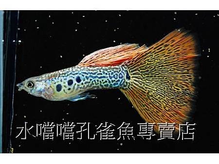 水噹噹孔雀魚專賣店001.jpg