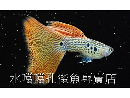 水噹噹孔雀魚專賣店002.jpg