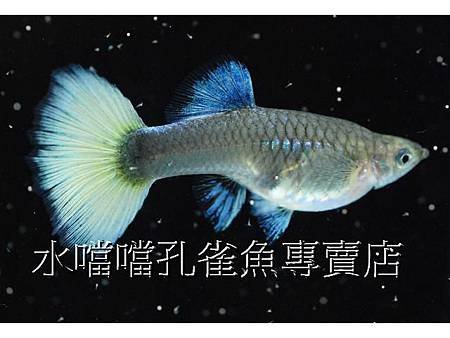 水噹噹孔雀魚專賣店002.jpg