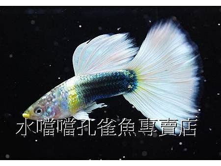 水噹噹孔雀魚專賣店001.jpg