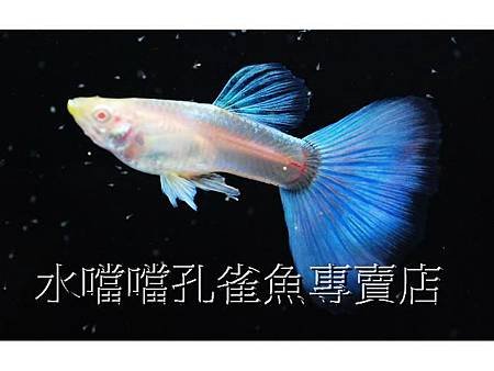 水噹噹孔雀魚專賣店001.jpg