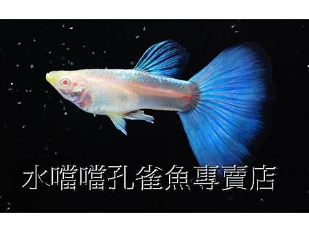 水噹噹孔雀魚專賣店002.jpg